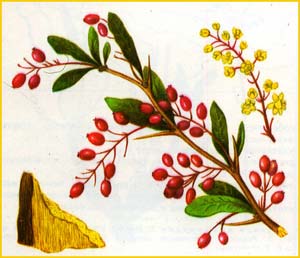   ( Berberis iliensis )    