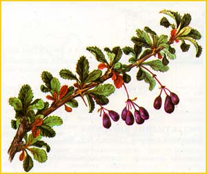   ( Berberis karkaralensis )    