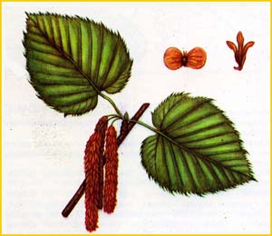   ( Betula maximowicziana )    