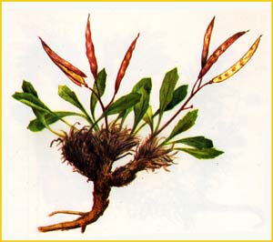   ( Borodinia baicalensis )    