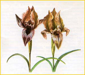   ( Iris acutiloba )     