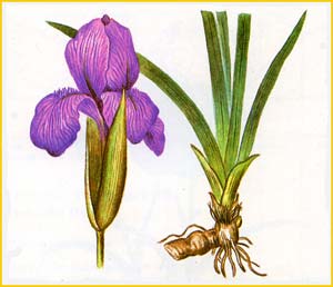   ( Iris darwasica )    