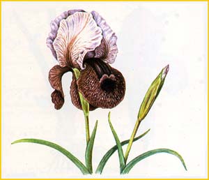   ( Iris elegantissima )    