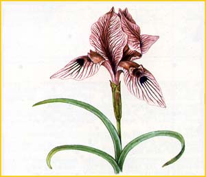   ( Iris ewbankiana )    
