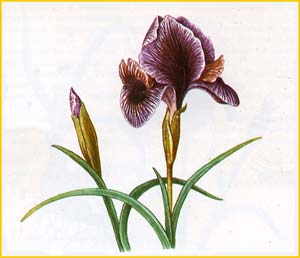    ( Iris grossheimii )    