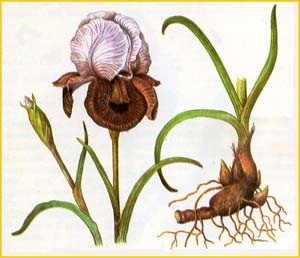    ( Iris iberica ),    