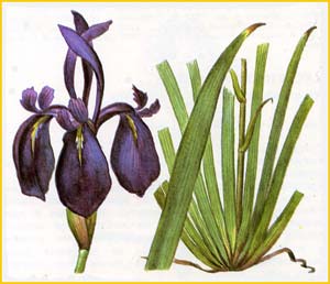   (Iris laevigata),    