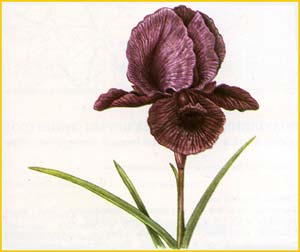     ( Iris  lycotis ),    