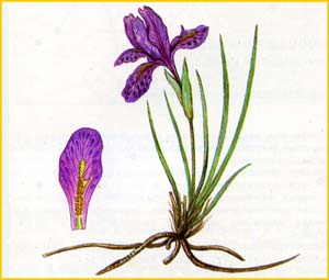   ( Iris tigridia )     