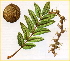   ( Juglans ailanthifolia )    