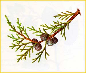   ( Juniperus excelsa ),    