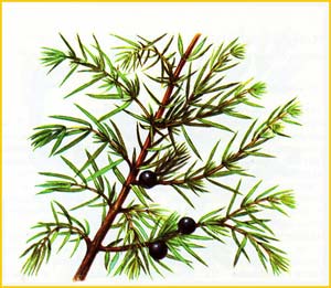   ( Juniperus rigida ),    