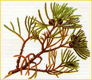   ( Juniperus sargentii ),    