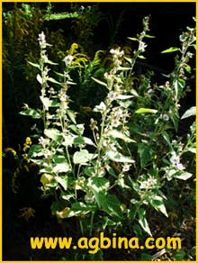 Алтей лекарственный ( Althaea officinalis )