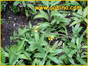    (Arnica longifolia) 