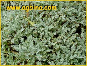   ( Astragalus angustifolius )
