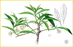 Ardisia sp., Flora de Filipinas 1880-1883 by Francisco Manuel Blanco