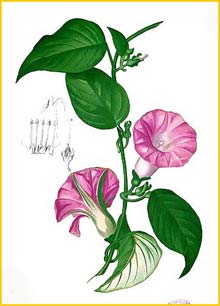 Argyreia sp., Flora de Filipinas 1880-1883 by Francisco Manuel Blanco
