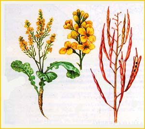   ( Brassica sylvestris )    