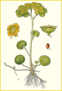     ( Chrysosplenium alternifolium ) Bilder ur Nordens Flora (1926) by Carl Lindman 
