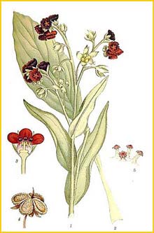   ( Cynoglossum officinale ) Bilder ur Nordens Flora (1926) by Carl Lindman 