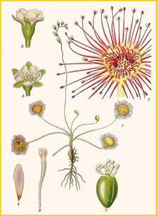   ( Drosera rotundifolia ) Bilder ur Nordens Flora (1926) by Carl Lindman 