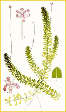   ( Elodea canadensis ) Bilder ur Nordens Flora (1926) by Carl Lindman 