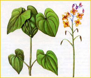    (Epimedium colchicum),    