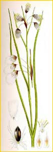   /  ( Eriophorum polystachion / angustifolia ) Bilder ur Nordens Flora (1926) by Carl Lindman 