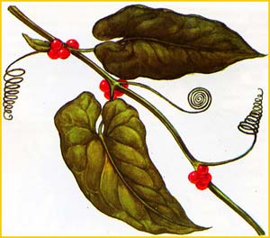 Переступень лопухолистный ( Bryonia lappifolia ) из Красной Книги СССР