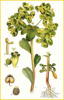  -  ( Euphorbia helioscopia ) Bilder ur Nordens Flora (1926) by Carl Lindman 