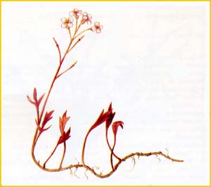   ( Cardamine stenophylla )    