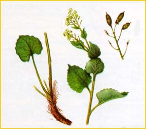 Эвтрема сердцелистная  ( Eutrema cordifolium ), из Красной Книги СССР