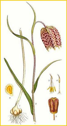   ( Fritillaria meleagris ) Bilder ur Nordens Flora (1926) by Carl Lindman 