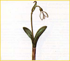     (  Galanthus alpinus / schaoricus ),    
