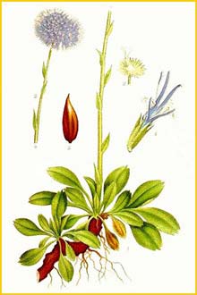 Шаровница обыкновенная ( Globularia vulgaris ) Bilder ur Nordens Flora (1926) by Carl Lindman 