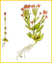   ( Centaurium pulchellum )    
