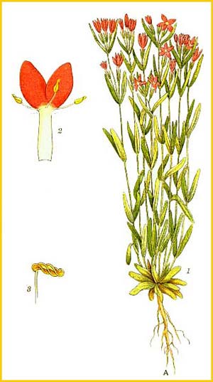   /  /  ( Centaurium littorale / Centaurium vulgare )    