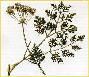   ( Chaerophyllum astrantiae )    