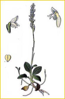   ( Goodyera repens ) Atlas des plantes de France 1891 A. Masclef