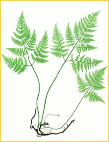   ( Gymnocarpium robertianum ) The Ferns of Great Britain and Ireland by Thomas Moore 1855  1857