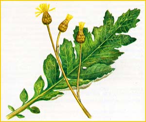   ( Cousinia grandiflora )    