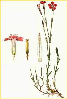   ( Dianthus deltoides )     