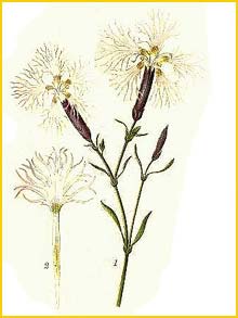   ( Dianthus superbus )    