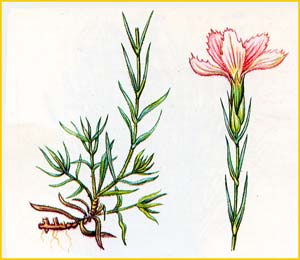   ( Dianthus acantholimonoides )    