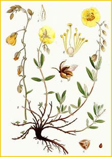   ( Helianthemum vulgare ) Bilder ur Nordens Flora (1926) by Carl Lindman 