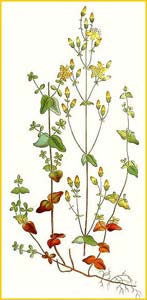   ( Hypericum pulchrum ) Bilder ur Nordens Flora (1926) by Carl Lindman 