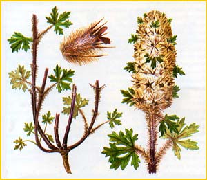   ( Lagopsis eriostachya ),    