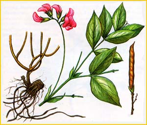    ( Lathyrus venetus ),    