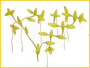    ( Lemna trisulca ) Bilder ur Nordens Flora (1926) by Carl Lindman